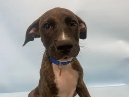 A baby medium-sized male Mountain Cur dog named Titan for adoption in Golden Valley, MN
