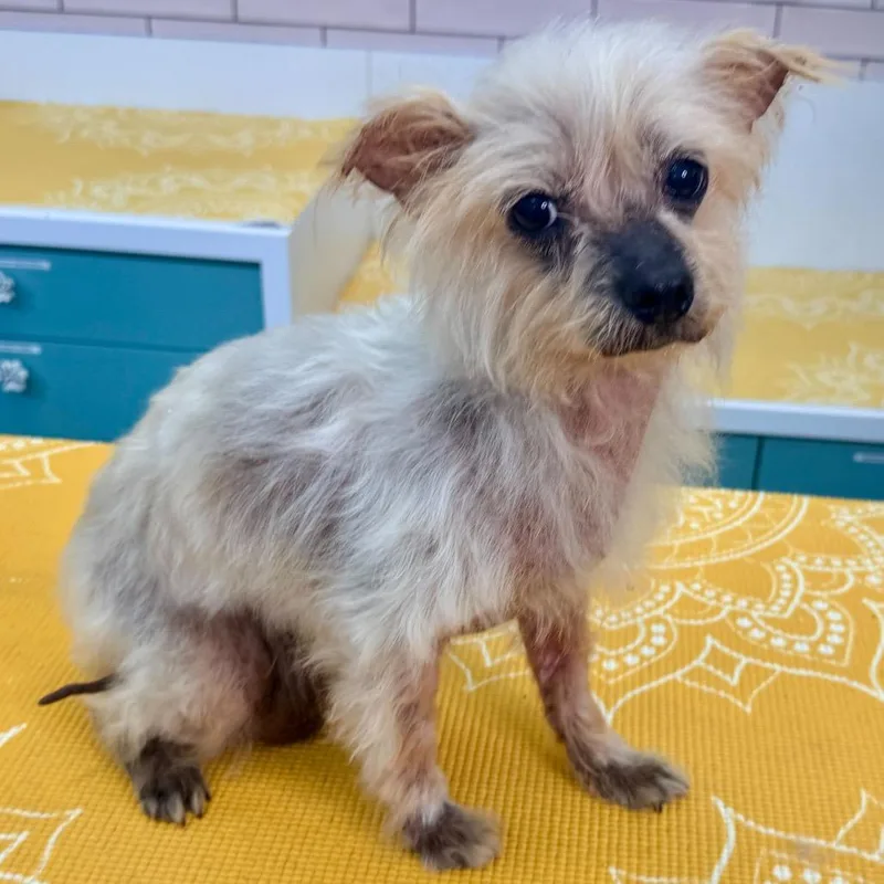 A senior small-sized male Yellow / Tan / Blond / Fawn Toy Fox Terrier dog named Castro for adoption in San Francisco, CA
