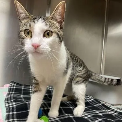 An adult medium-sized male Tabby (Brown / Chocolate) Domestic Short Hair cat named Atlas for adoption in Rochester, MN
