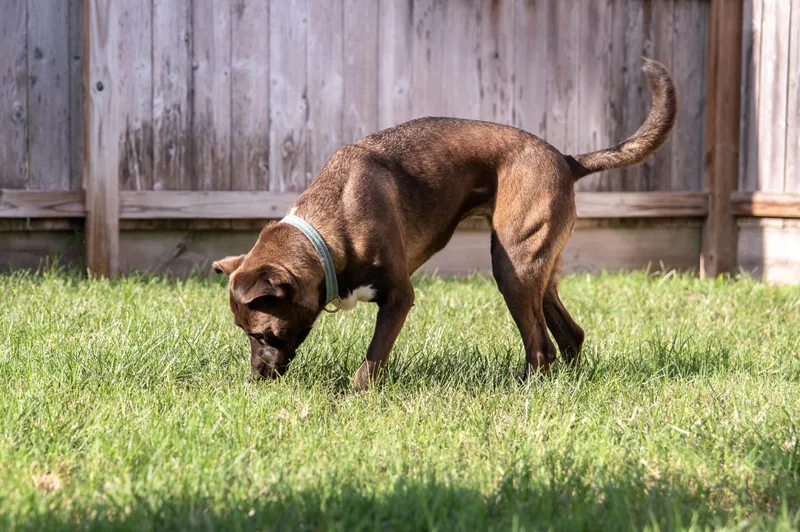 A young medium-sized female Brown / Chocolate American Staffordshire Terrier dog named Darla  WA for adoption in Magnolia, TX