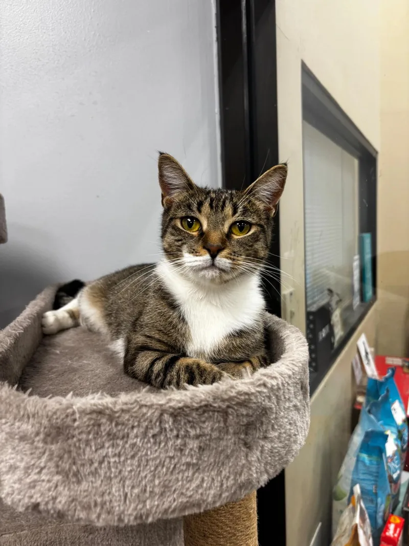 A young medium-sized female Tabby (Brown / Chocolate) Domestic Short Hair cat named Starfish for adoption in Maple Shade, NJ