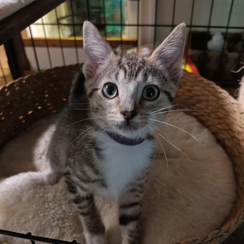 A baby small-sized female Domestic Short Hair cat named Purple for adoption in Greensboro, NC