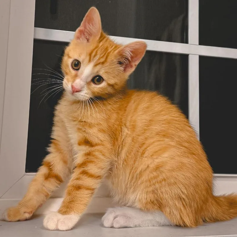 Creamsicle Jessup