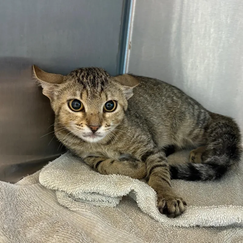 A baby small-sized male Brown / Chocolate Domestic Short Hair cat named Blaise for adoption in Englewood, FL