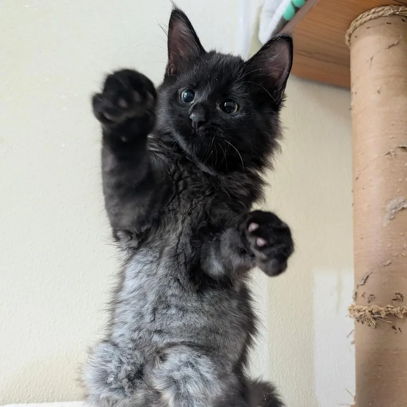 A baby small-sized male Black Domestic Medium Hair cat named Chive for adoption in Kailua Kona, HI