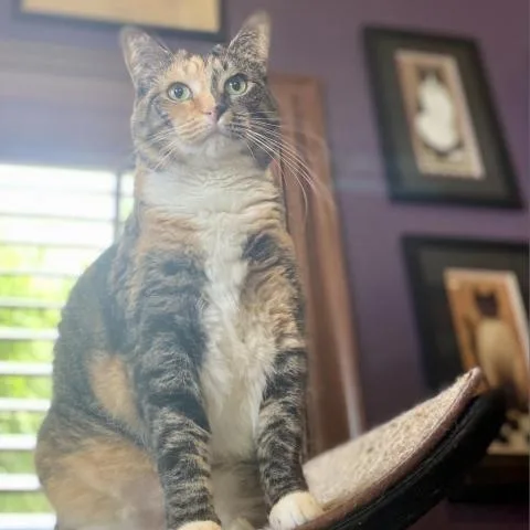 Harvey Lee Dent thumbnail 2