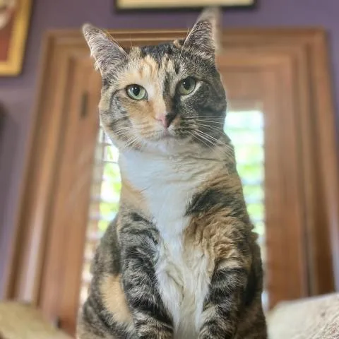 Harvey Lee Dent thumbnail 3