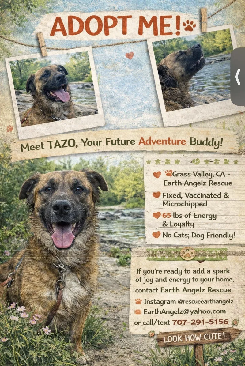 An adult large-sized male Shepherd dog named Courtest Listing Tazo for adoption in Grass Valley, CA