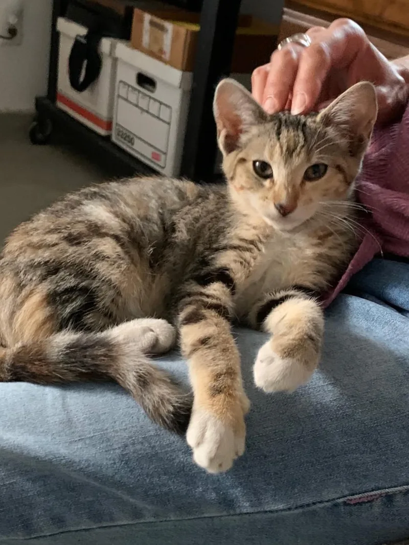 A baby small-sized female Domestic Short Hair cat named Dd for adoption in Mission Viejo, CA