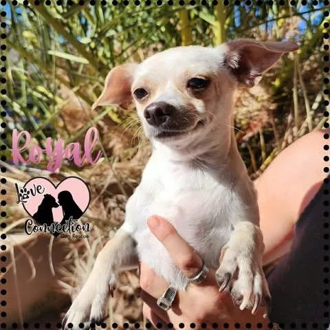 A baby small-sized female Apricot / Beige Chihuahua dog named Royal for adoption in Gilbert, AZ