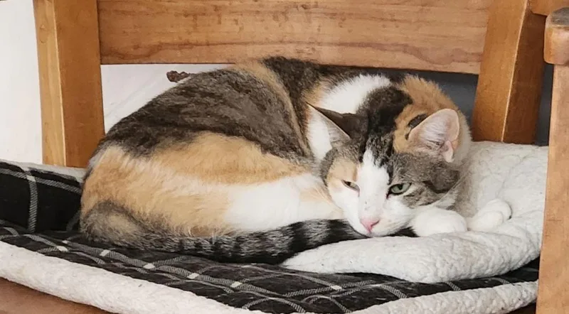 Esmae & Petula thumbnail 5