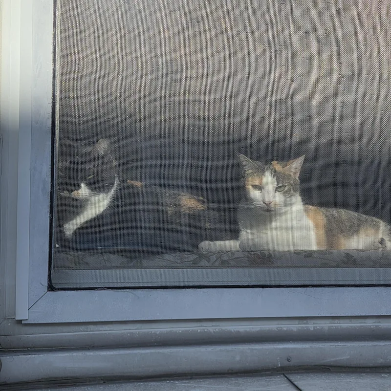 Esmae & Petula thumbnail 6