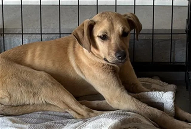 A baby small-sized female Golden Terrier dog named Buttercup  Urgent! Longtime for adoption in Thousand Oaks, CA