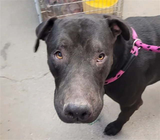 A young large-sized male Pit Bull Terrier dog named Steve for adoption in Tucson, AZ
