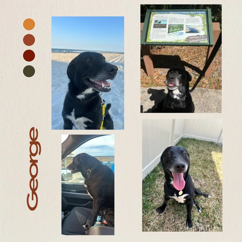 George thumbnail 2