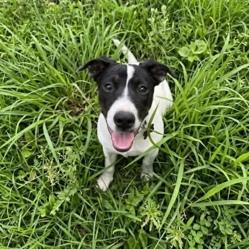 A baby medium-sized female Black Terrier dog named Palmer for adoption in Springfield, MO