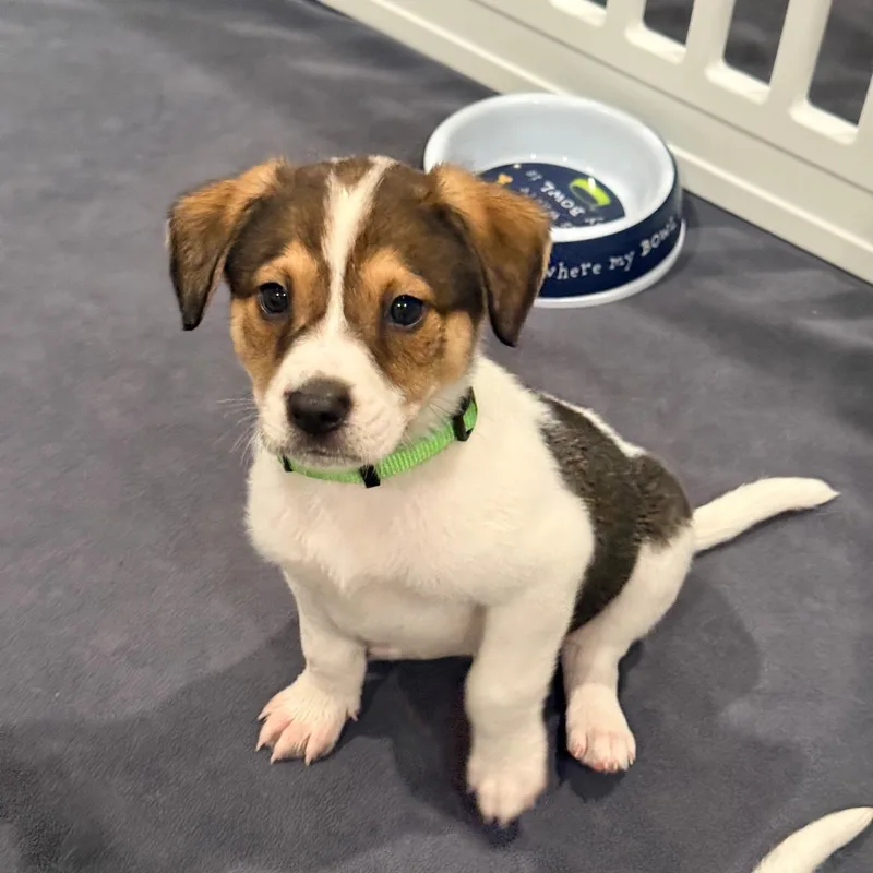 A baby medium-sized male Tricolor (Brown, Black, & White) German Shorthaired Pointer dog named Dexter for adoption in Spring hill, TN