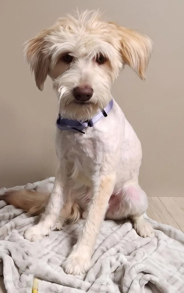 A young medium-sized male Golden Retriever dog named Ludo for adoption in Cottonwood, AZ