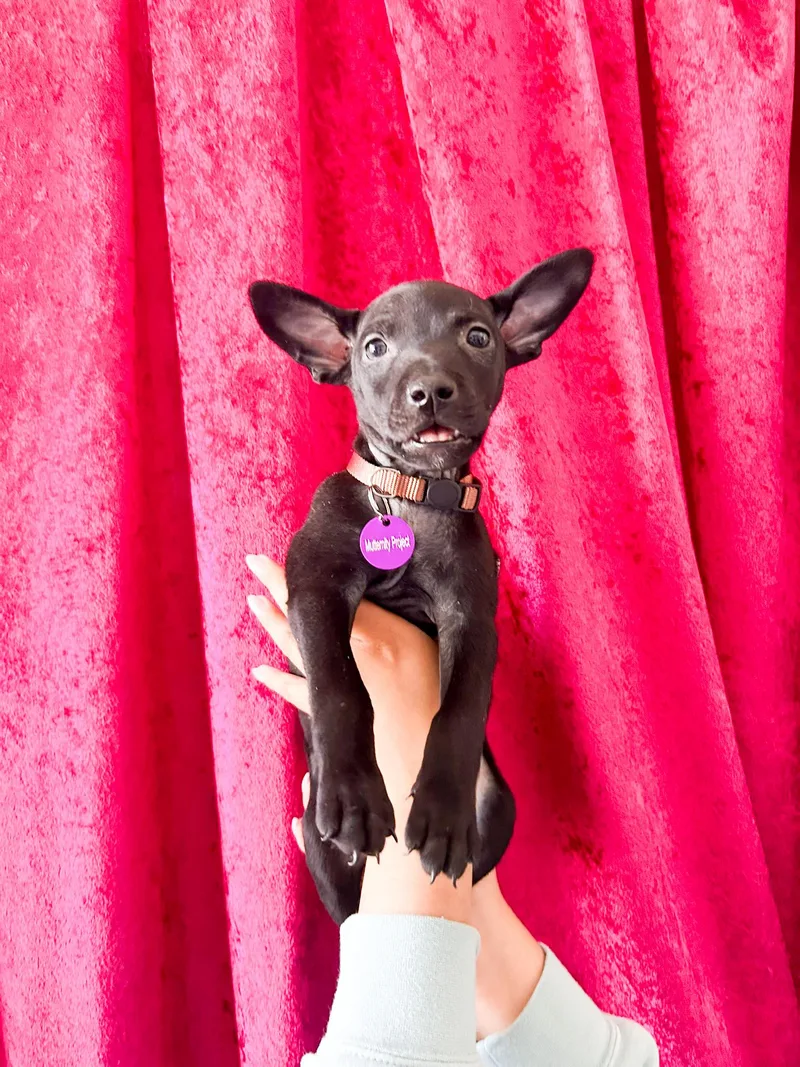 A baby small-sized male Black Chihuahua dog named Bashful for adoption in West Hollywood, CA