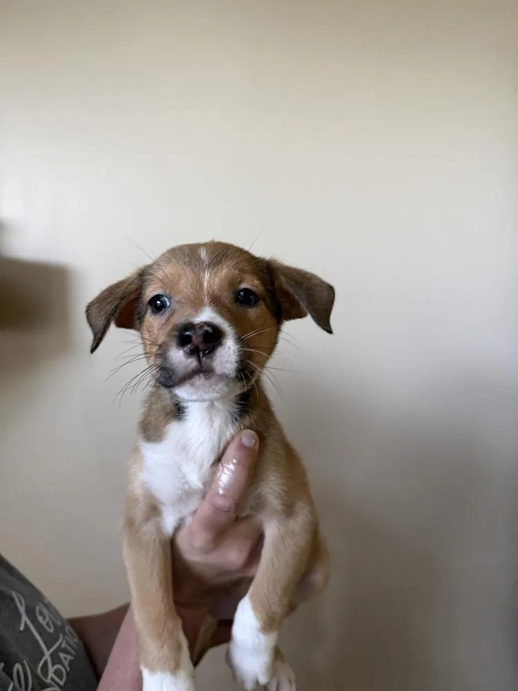 A baby medium-sized female Collie dog named Glory for adoption in Clinton Township, MI