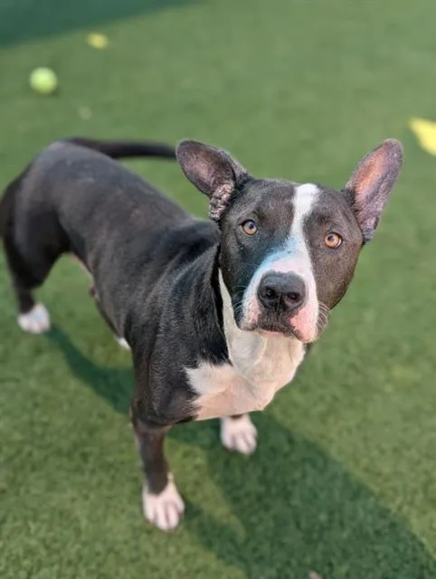 A young medium-sized male Mixed Breed dog named Joker for adoption in Dallas, TX