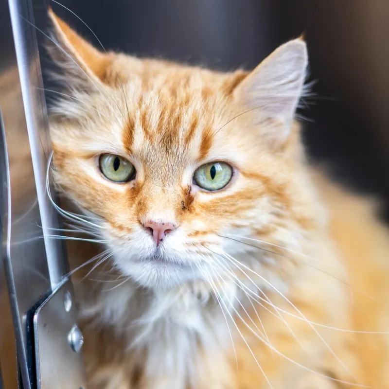 An adult large-sized female Orange / Red Domestic Long Hair cat named Martina for adoption in Wilmington, DE