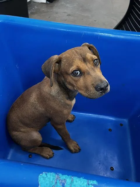 A baby large-sized male Mixed Breed dog named Popeye for adoption in Dallas, TX