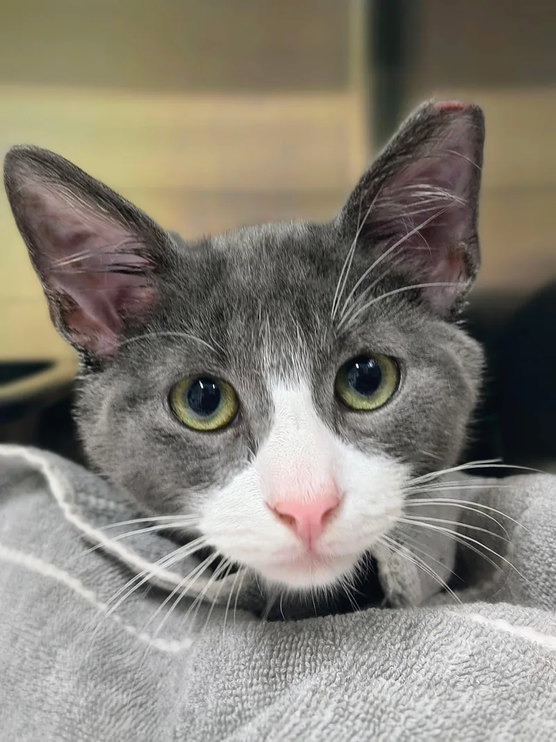 A young medium-sized male Gray & White Domestic Short Hair cat named Huckleberry for adoption in Oriental, NC