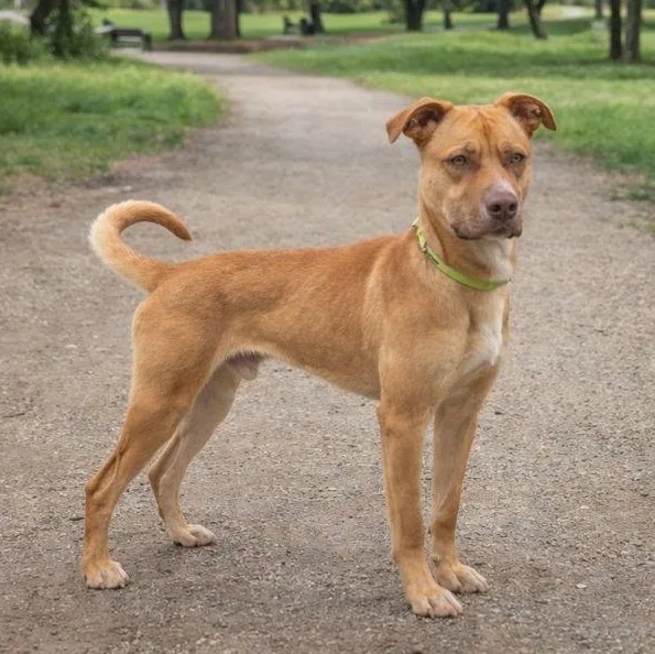 A young medium-sized male Yellow / Tan / Blond / Fawn American Staffordshire Terrier dog named Cooper for adoption in las vegas, NV