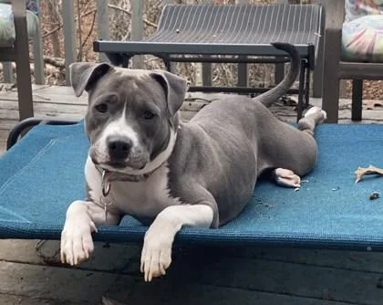 An adult large-sized female Pit Bull Terrier dog named Cheyenne for adoption in Atlanta, GA