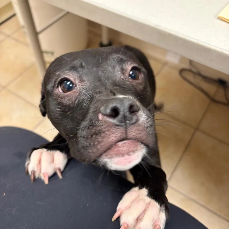 Randy The Girl thumbnail 2