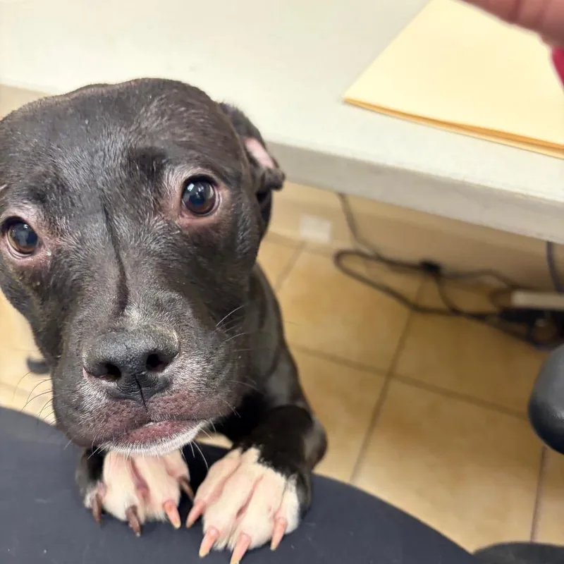 Randy The Girl thumbnail 3