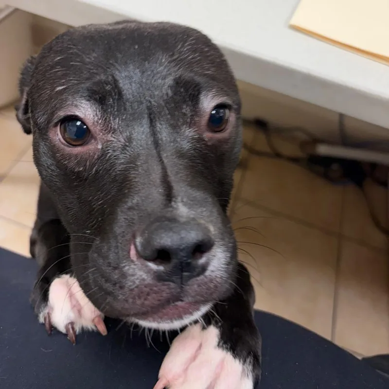 Randy The Girl thumbnail 4