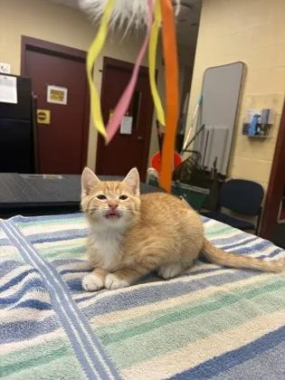 A baby small-sized male Domestic Short Hair cat named Bashful for adoption in Independence, MO