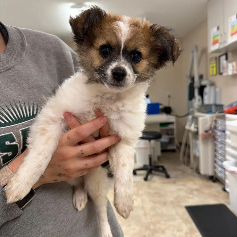 A baby small-sized female Chihuahua dog named Chamoy for adoption in Coralville, IA