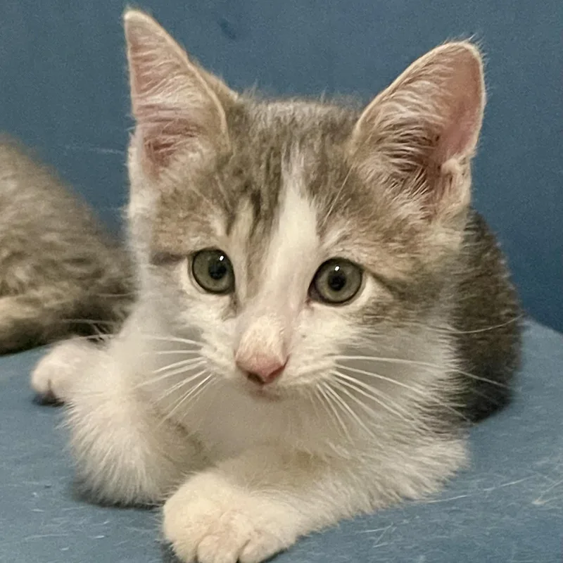 A baby small-sized male Domestic Medium Hair cat named Max Dean for adoption in Liverpool, TX
