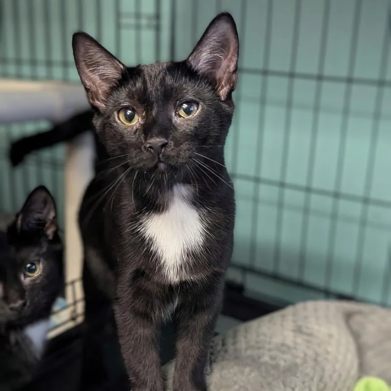 A young small-sized female Black Domestic Short Hair cat named Periwinkle for adoption in Buffalo, NY