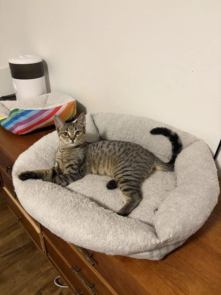 A baby small-sized female Tabby (Brown / Chocolate) Domestic Short Hair cat named Cooper XIII for adoption in Muskegon, MI