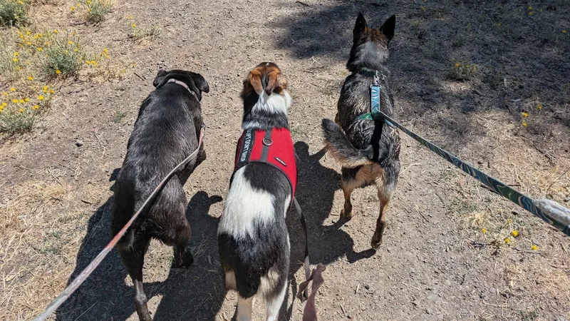 A baby medium-sized female Tricolor (Brown, Black, & White) Border Collie dog named Andy for adoption in Grants Pass, OR