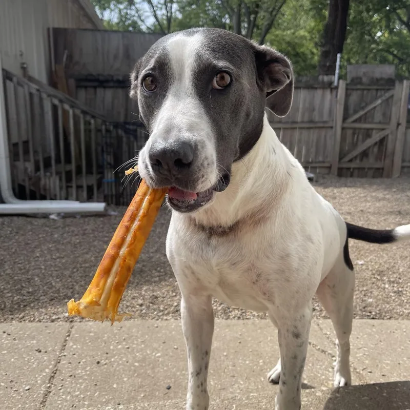 An adult small-sized female White / Cream Mixed Breed dog named Missy for adoption in Kansas City, MO