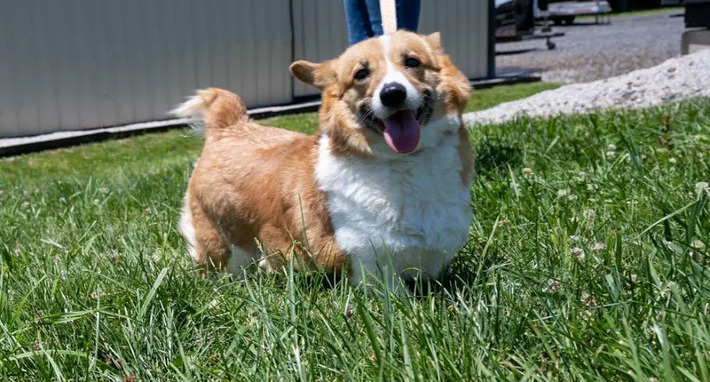 An adult medium-sized female Pembroke Welsh Corgi dog named Rebel for adoption in Havertown, PA