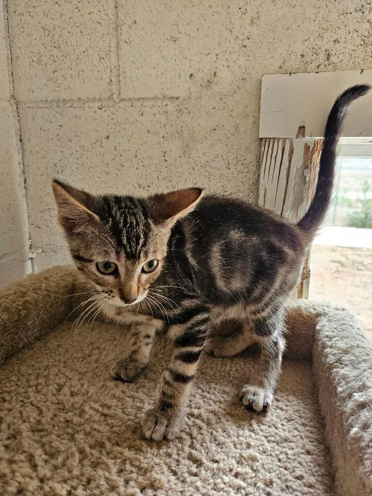 A baby small-sized male Tabby (Brown / Chocolate) Domestic Short Hair cat named Ernest for adoption in Ontario, CA