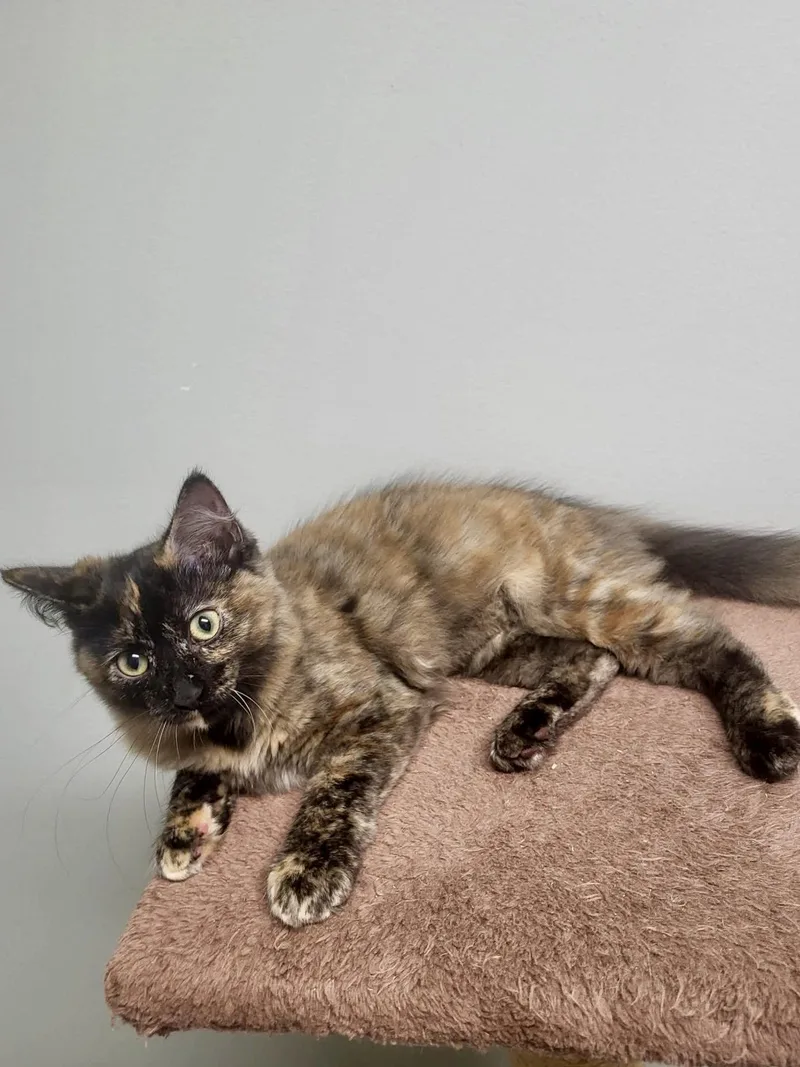 A baby medium-sized female Domestic Long Hair cat named Fancy for adoption in Champaign, IL