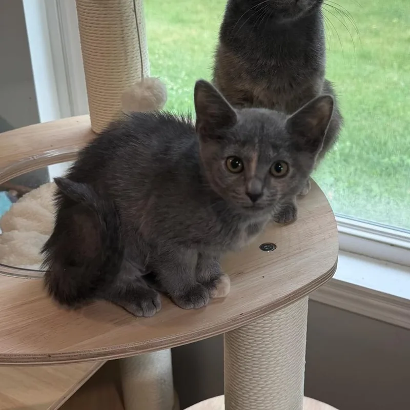 A baby small-sized female Tortoiseshell Domestic Short Hair cat named Flora for adoption in Carmel, IN