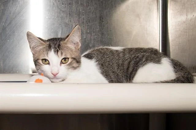 A baby small-sized male Domestic Short Hair cat named Regal for adoption in Santa Monica, CA
