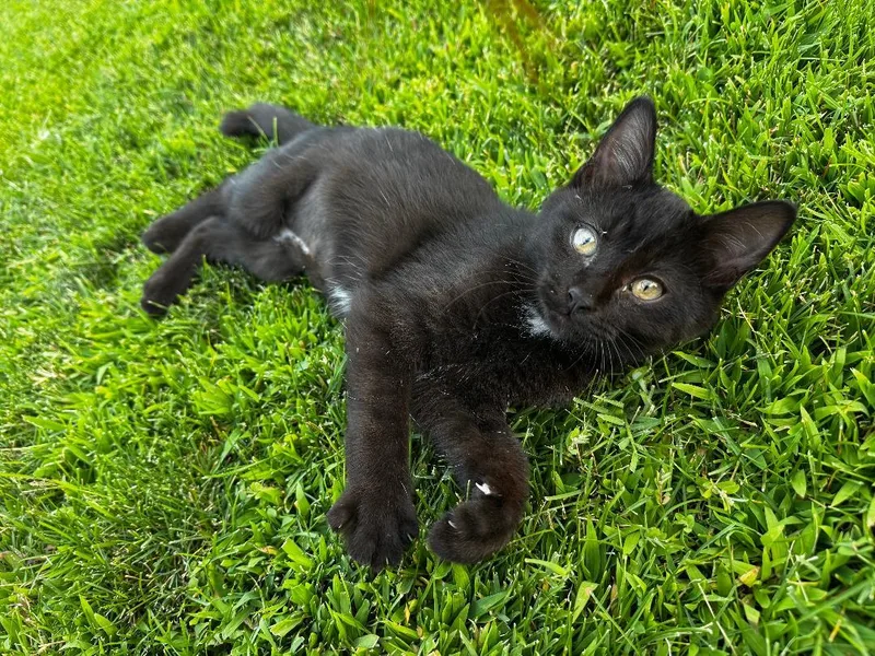A baby medium-sized female Black & White / Tuxedo Domestic Short Hair cat named Nancy for adoption in Pasco, WA