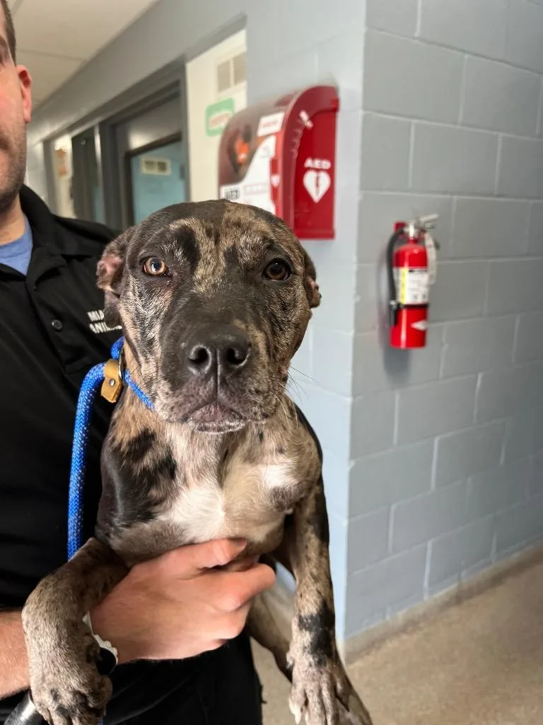A baby medium-sized female Mixed Breed dog named Mulan for adoption in Troy, OH