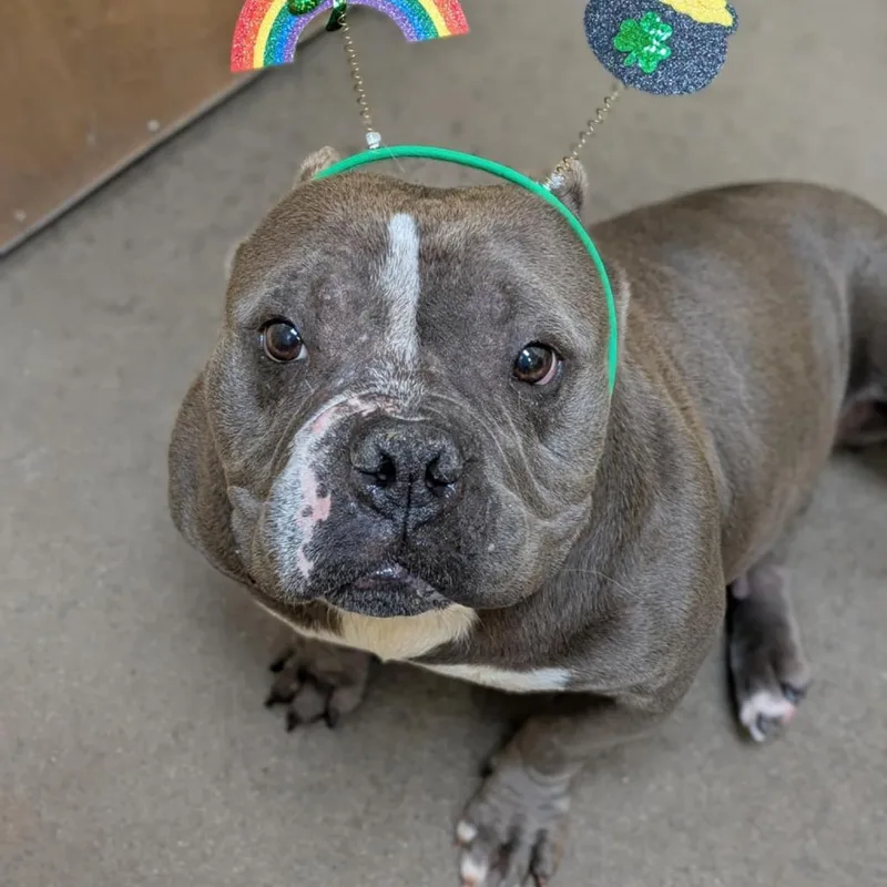 An adult medium-sized female Gray / Blue / Silver American Staffordshire Terrier dog named Thistle for adoption in Zuni, VA