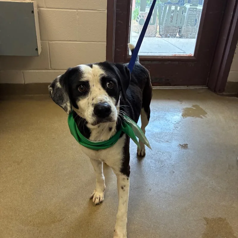 Paris Milton