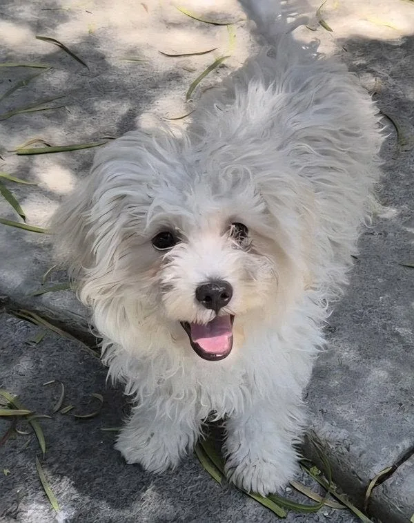 Gizmo